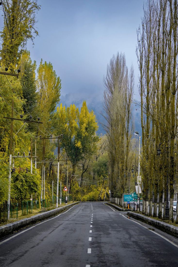 Tree-lined autumn road in Srinagar Kashmir