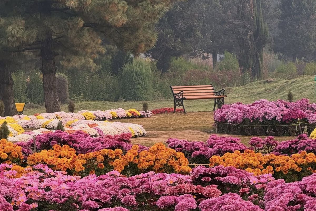 Pink, orange and yellow chrysanthemum beds with a garden bench and chinar trees at Bagh-e-Gul-e-Dawood, Srinagar