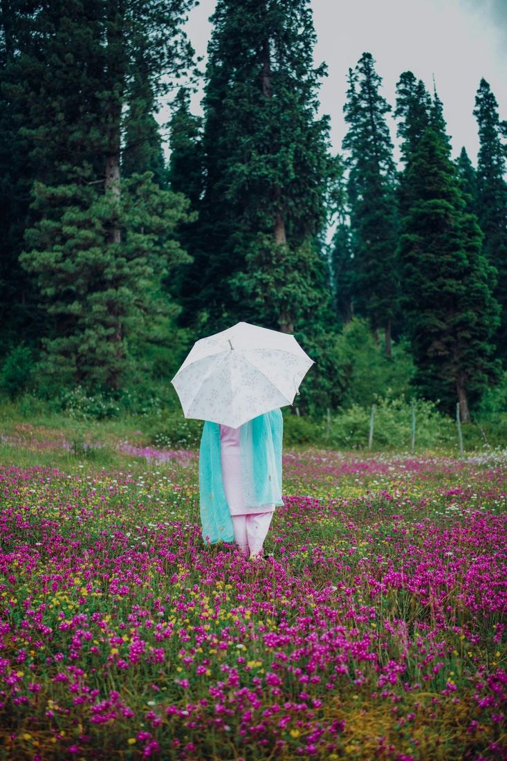 Spring wildflowers and pine forest in Kashmir