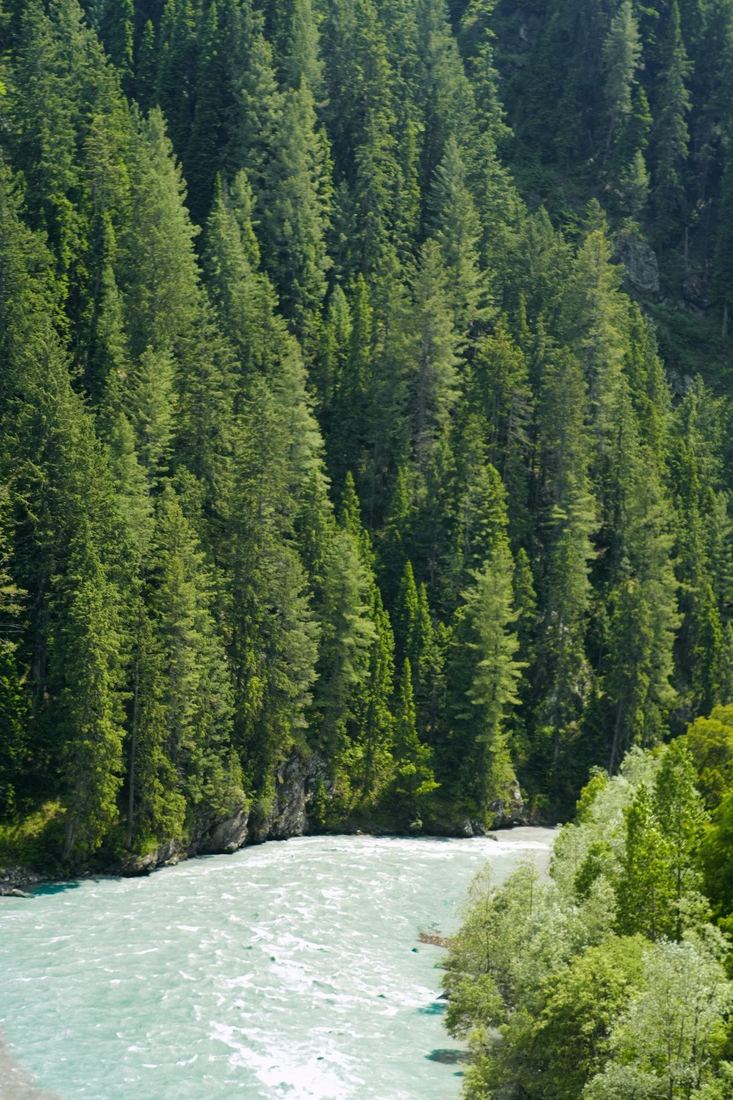 Turquoise Kashmir river beneath pine forest