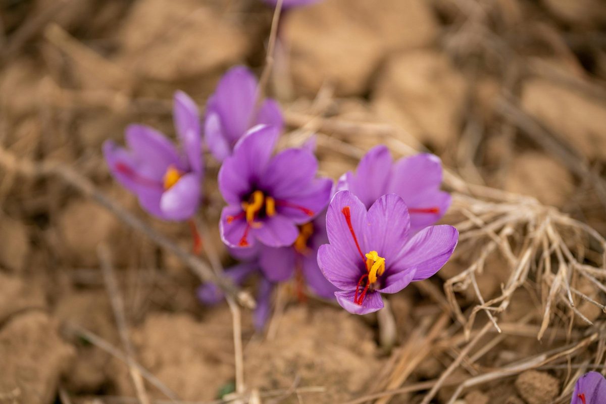 Kashmiri saffron crocus flowers in Pampore