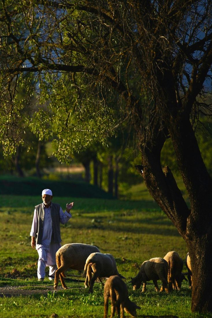 Kashmiri shepherd with sheep in an orchard