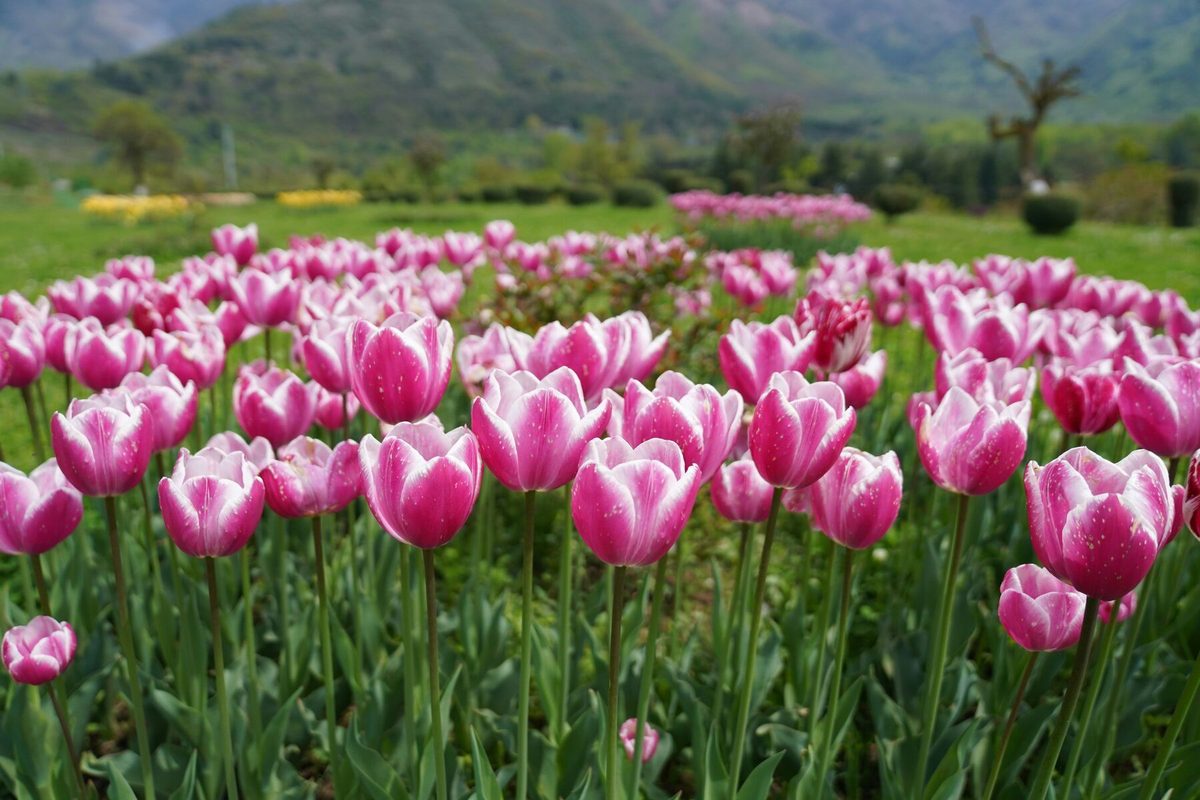 Srinagar Tulip Garden in bloom