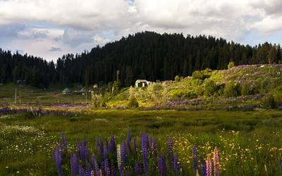 Gulmarg